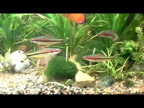 Large Roseline sharks in planted discus tank