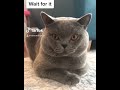 British Shorthair Cat Thinking He S Better Than Me Shorts
