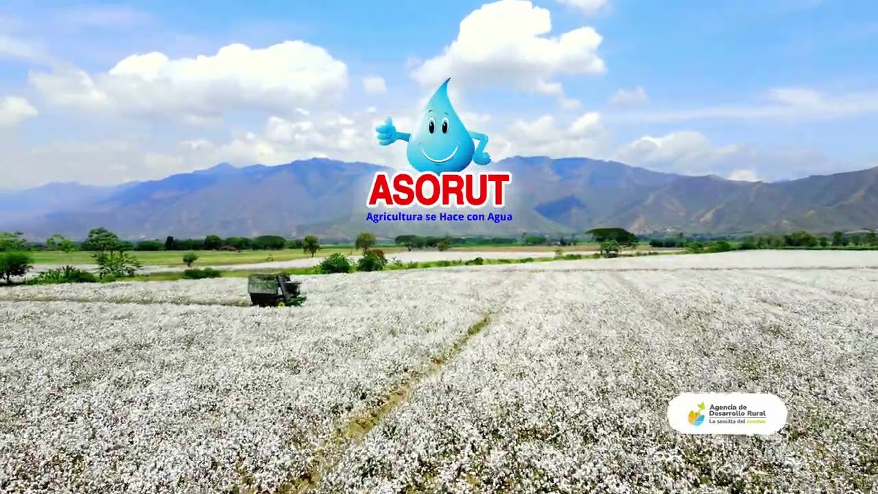 CULTIVO DE ALGODÓN en el Distrito RUT