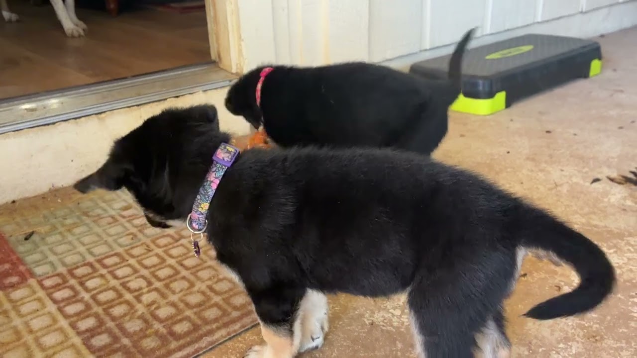Enlarge Bea, a Adoptable mixed breed in Austin, TX video 6/6