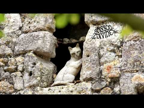 BOISSON DIVINE - Los gats de l'Arromiu (Demo - Volentat Bonus track)