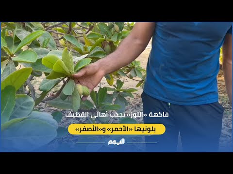 فيديو| بالأحمر والأصفر.. فاكهة "اللوز" تجذب أهالي القطيف