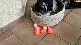 Come proteggere i cuscinetti del cane - Scarpe per cani fai da te - Unguento per cuscinetti del cane