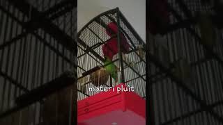 Download lagu c.ijo isian pluit mp3