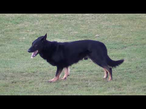 WUSV 2021 DEU 2 - CHRISTIAN MIECK & DARO VON DEN KOSCHIS  B 87