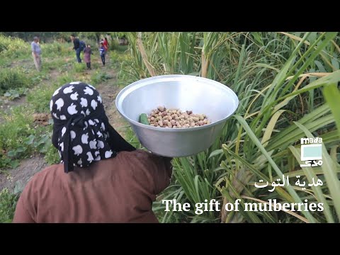 The gift of mulberries هدية التوت
