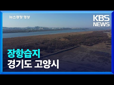 [뉴스광장 영상] 장항습지 / KBS 2023.02.10