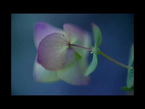 Celandine by Michael Watts played by Su Tang