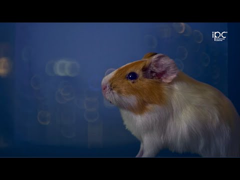 IPC CNY 2020 - The Year of Jack Chow