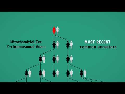 Mother of Humanity (Mitochondrial Eve)