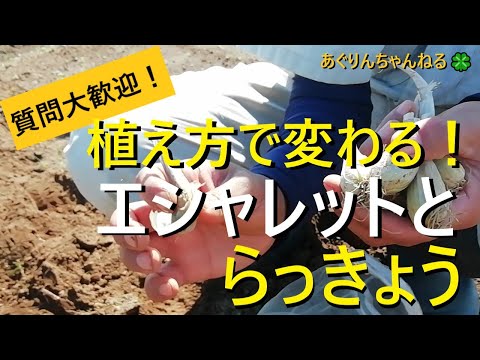 2022年春にシャロットのメンテナンスを予定