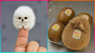 Funniest Animal Moments & Creative Pet Ideas That Will Make Your Day