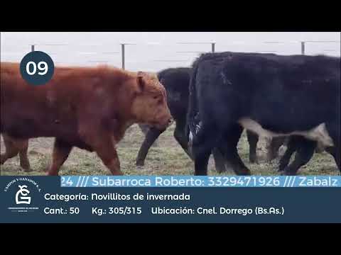 Lote Novillitos Inv - Cnel Dorrego BS As