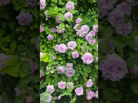 Rosa 'Mary Rose' beautiful flower posts produce a lot of flowers #shortvideo #viralvideo #roseg.