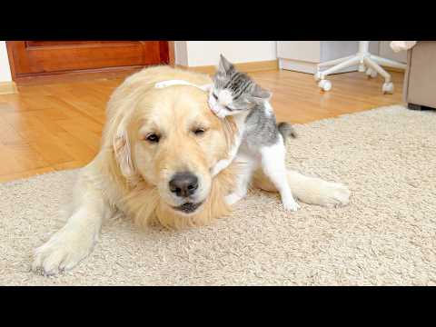 YouTube 썸네일