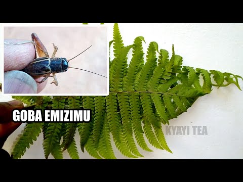 Goba Emizimu Ejituga Ekiro Eddagala Lirino Ebizimu Zimu Bigobele Wala