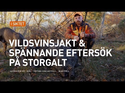 Vildsvinsjakt & spännande eftersök på storgalt