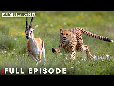 Stealth, Speed, and Stamina: Africa's Master Hunters