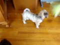Tickle Me Elmo Vs Dogs