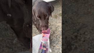 MUST-HAVE Dog Water Bottle Review! Zero Leaks & One-Button Flow (Amazon Haul) #chocolatelab