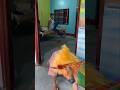 Janbar Ka Bharosa Insaan Se Uath Gaya Hai 🥹 Funny Viral Shorts