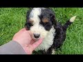 Mini Bernedoodle dogs for sale: Lance - Video 1