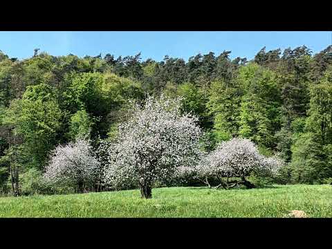 Heulsusi - Chantall mit 2 L - 17 - Bonus track - Chantalls Ballade (altern.  lyrics edit)