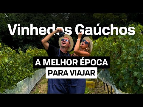 Vineyards in Serra Gaúcha at harvest time