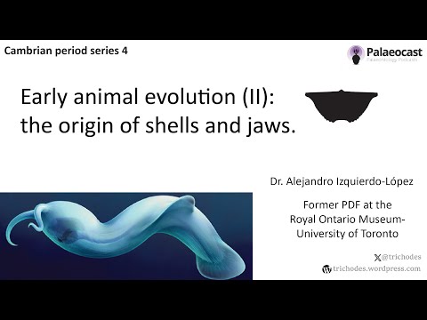 Lecture 2024_04: Early animal evolution 2: the origin of shells and jaws