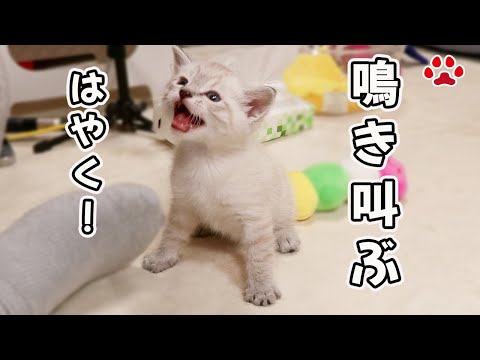 youtube-動物記事1970/01/01 09:00:00