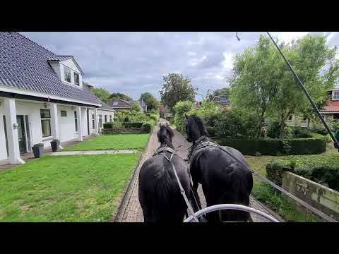 Stal Okkema's Berber for the first time in pair and get schooled by a stallion