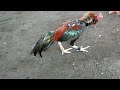 Ayam Pama Tuπduk4π Ayam Shamo Jepang Raksasa Di Kebun Gak Nonton Bakalan Nyesel Bro Asli Seru