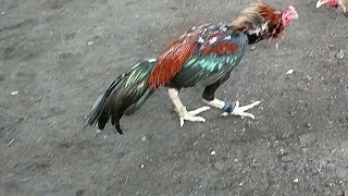 Download lagu ayam pama tuπduk4π ayam shamo jepang raksasa di kebun !!! gak nonton bakalan nyesel bro, asli seru mp3