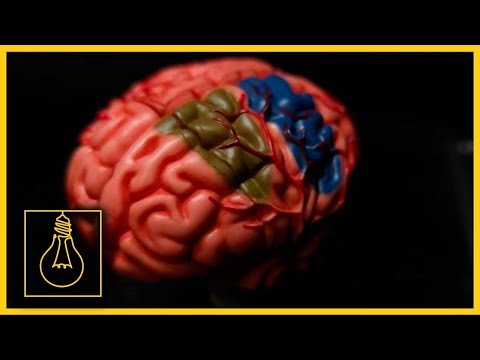 Meth Can Damage the Brain Like Traumatic Brain Injuries, One Treatment is Helping | Solutionaries