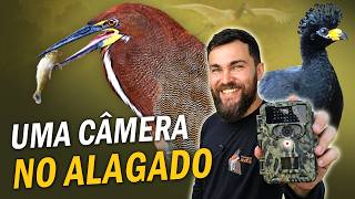 Miniatura do vídeo