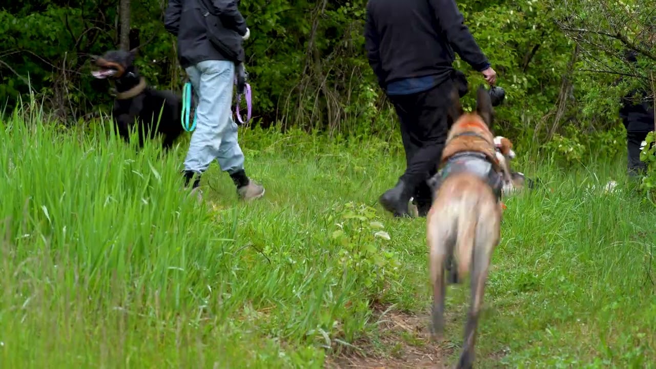 K9 Academy Group Classes