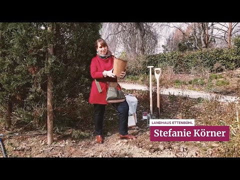 Landhaus Ettenbühl: Rose im Bio Topf pflanzen