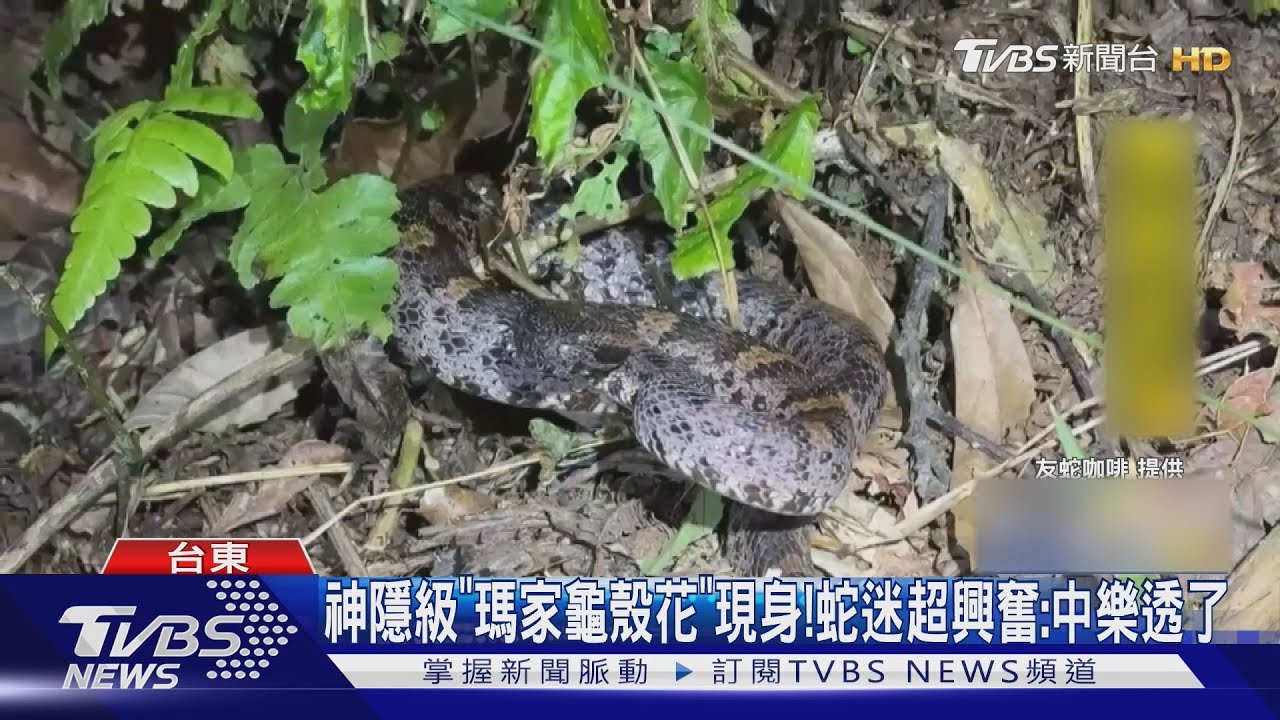 獨/神隱級「瑪家龜殼花」現身! 蛇迷興奮喊:中樂透了