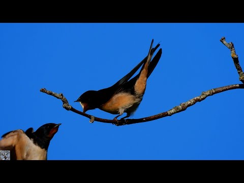 Barn swallow Relax,Låvesvale,Деревенская ласточка,Hirondelle de cheminée,Golondrina común