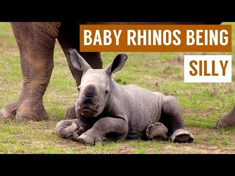 Bébé rhinocéros faisant l'idiot et jouant dans la boue compilation