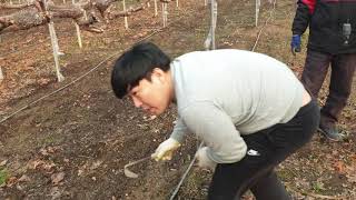 포도 수분측정기를 들어 보셨나요???
