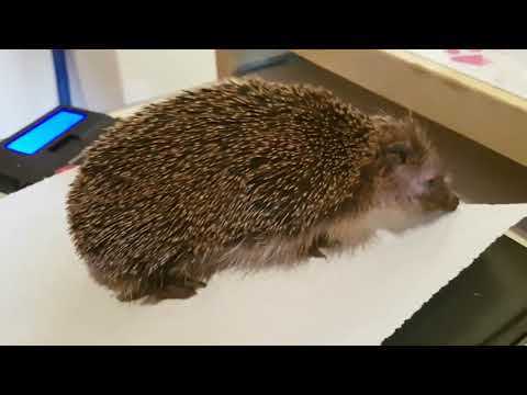 So sehen sehr Kranke Igel aus . Hier die Igelin Erbse. 2021.5.27.