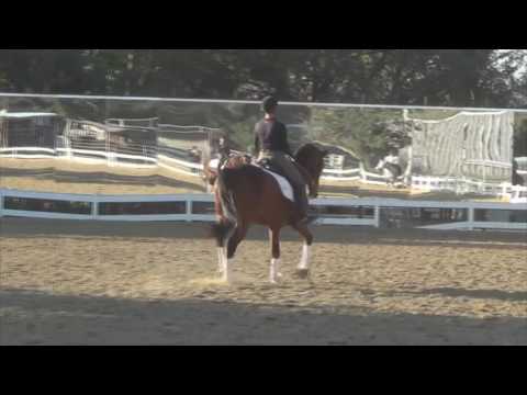 *SOLD* IMPORTED 2006 FEI Schoolmaster - For LEASE OR SALE