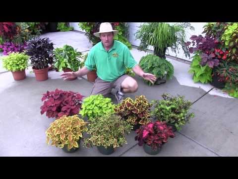 Foliage Plants: (Shade Plants)