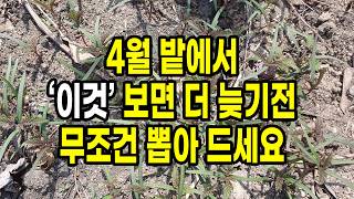 4월 밭에서 '이것' 보면 더 늦기전 무조건 뽑아 드세요. 풀아닌 딱 이때만 먹을 수 있는 보약입니다!