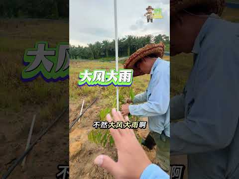 Episode 12: No Experience, No Problem? My First Time Planting Durian, The Real Challenge Begins!