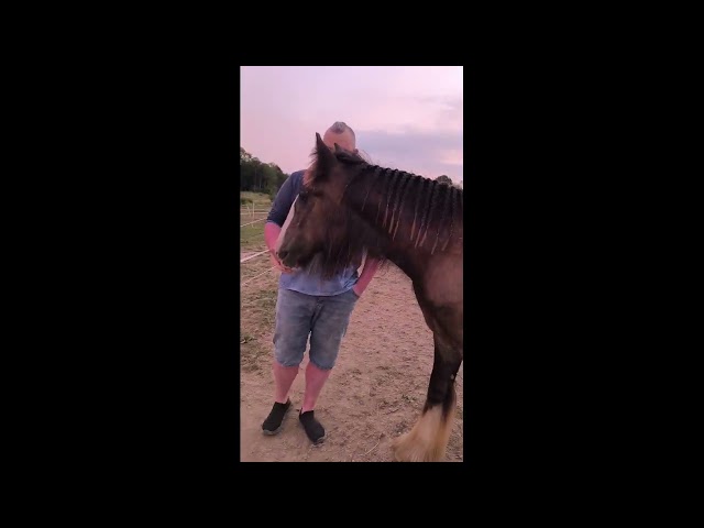 Veulen (ml) Gypsy Cob Te koop 2025 Bruin / Bai ,  Cillbarra Master Of Poppets