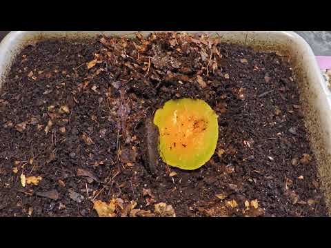 Feeding and check in on horizontal migrations