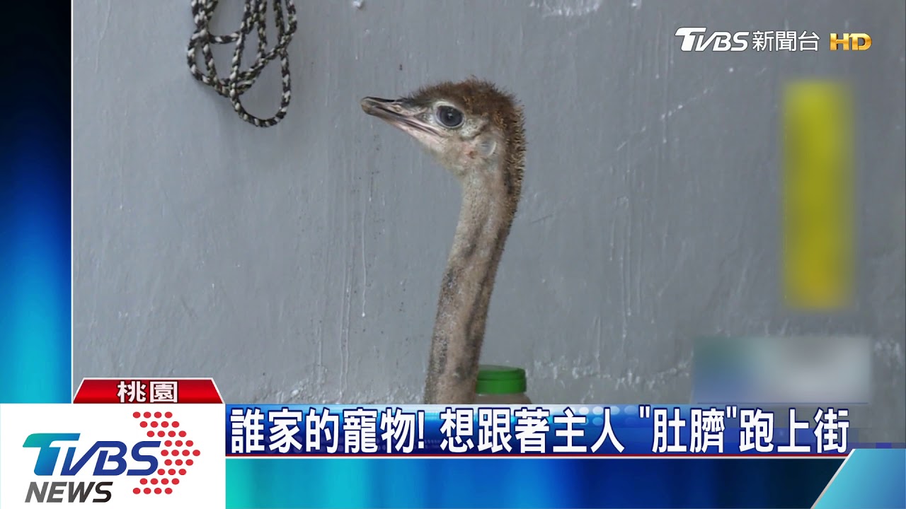 鴕鳥逛大街!橫衝直撞還逆向 驚險閃避