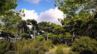 Εσύ γνωρίζεις ότι ένας άνθρωπος αρκεί για να σωθεί ένα δάσος; Title